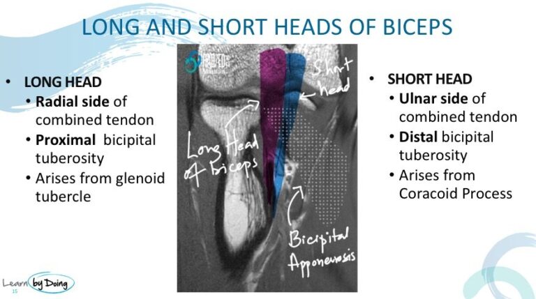 biceps insertion elbow radiology education asia mri